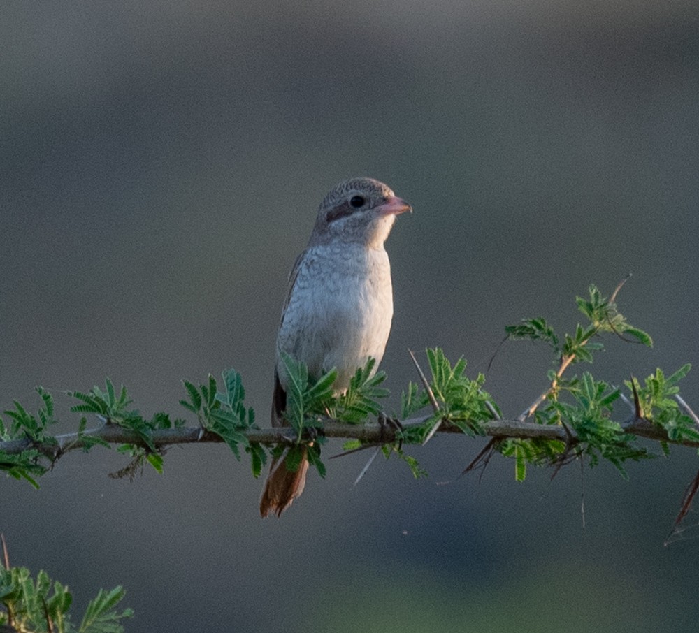 荒漠伯勞(isabellinus) - ML626127635