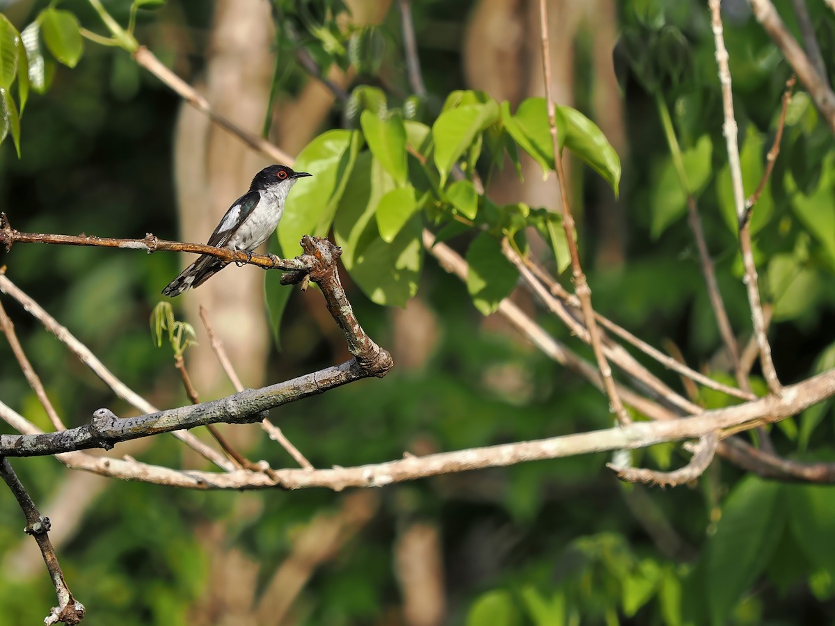 Pied Bronze-Cuckoo - ML626127645