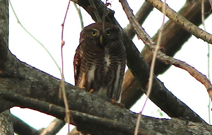 Asian Barred Owlet - ML626127699
