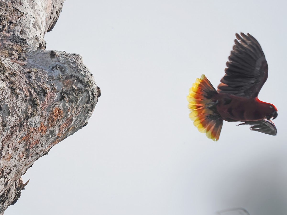 Tanimbar Eclectus - ML626127715