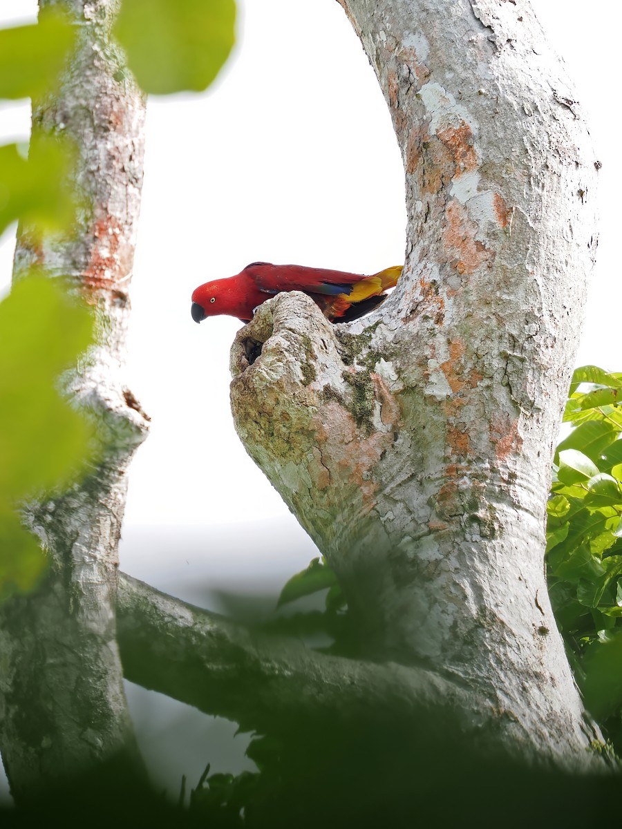 Tanimbar Eclectus - ML626127716