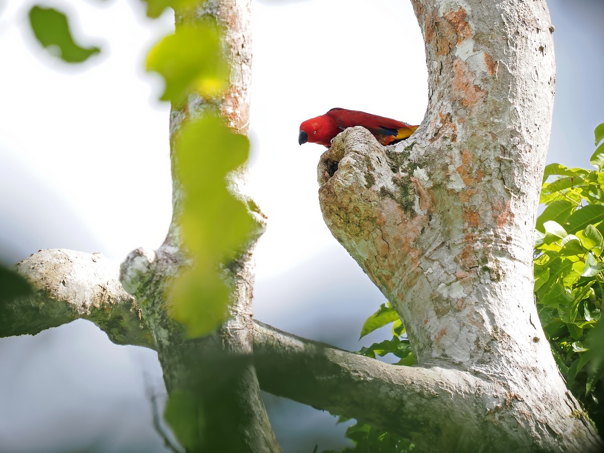 Tanimbar Eclectus - ML626127719