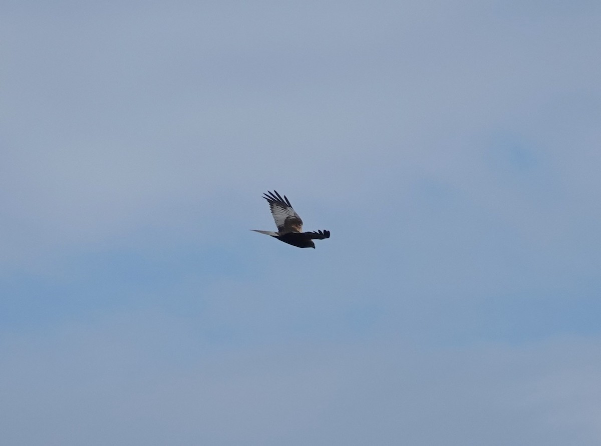 Western Marsh Harrier - ML626127737