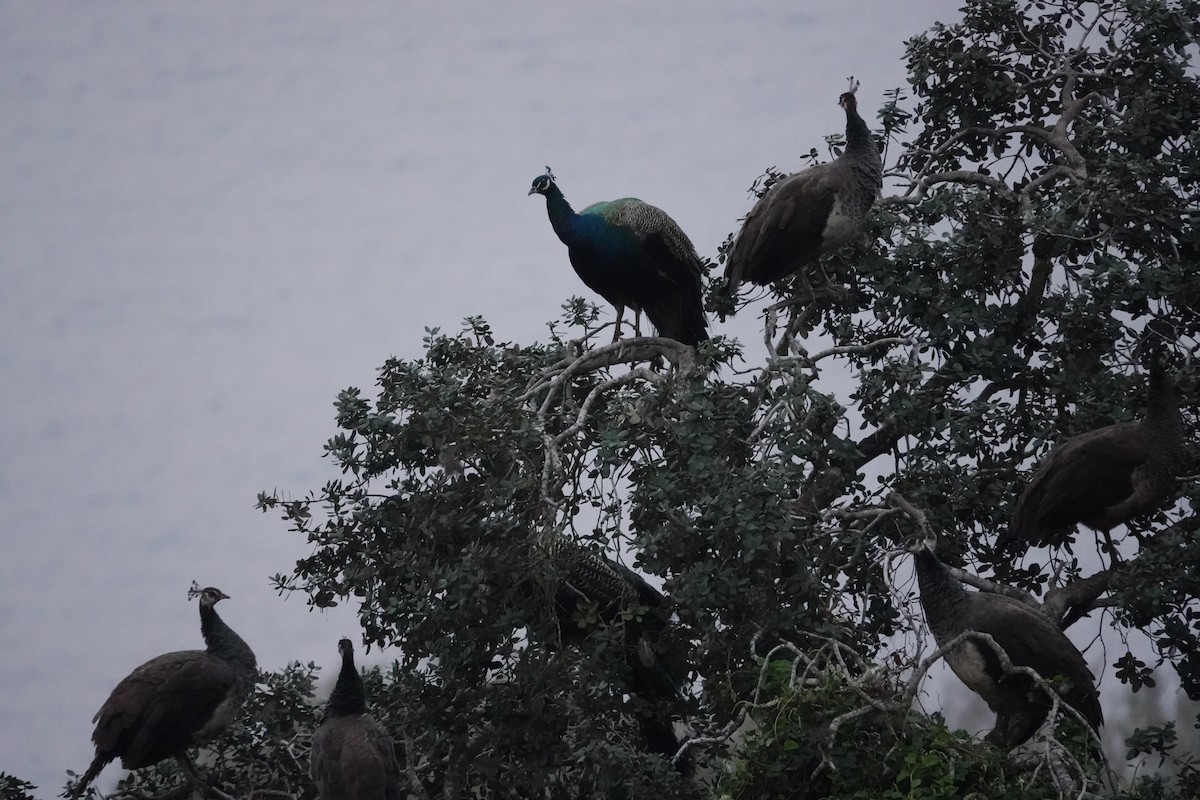 Indian Peafowl - ML626127910