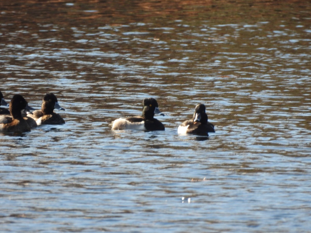 Ring-necked Duck - ML626127927