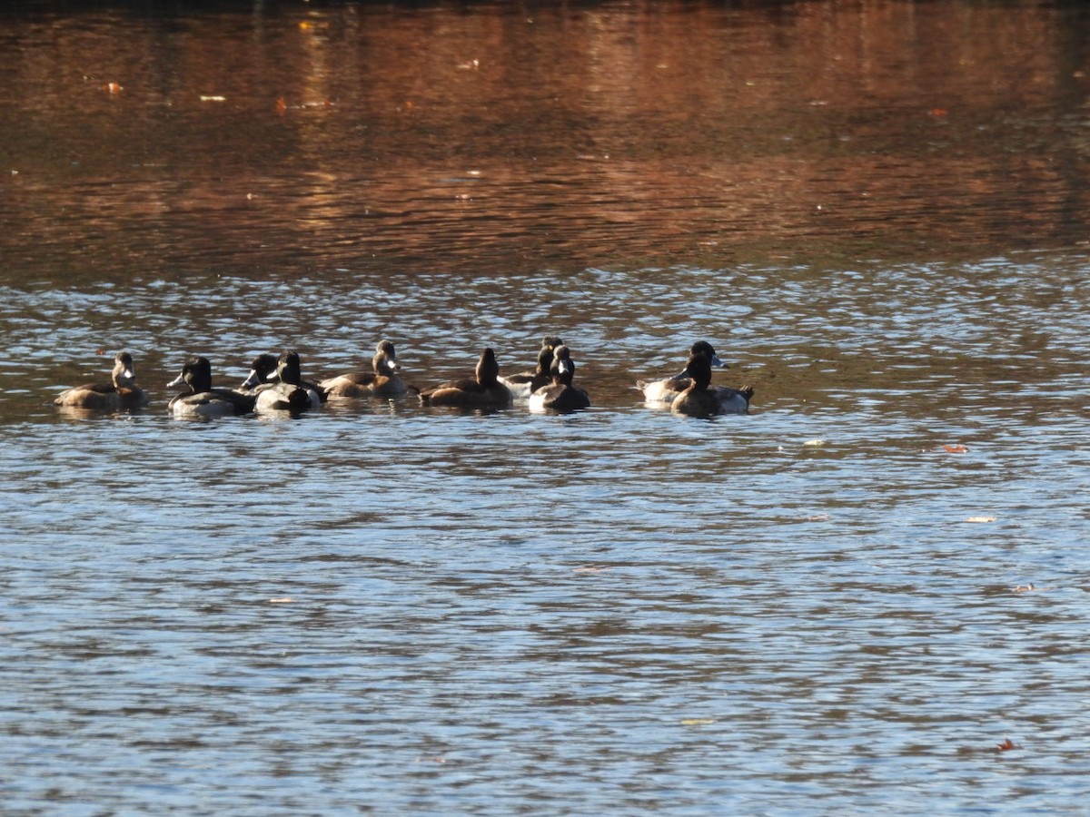 Ring-necked Duck - ML626127928