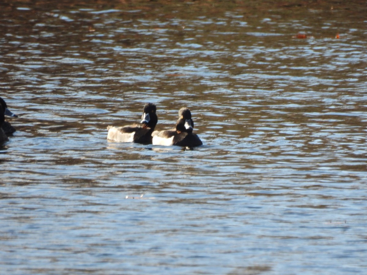 Ring-necked Duck - ML626127929