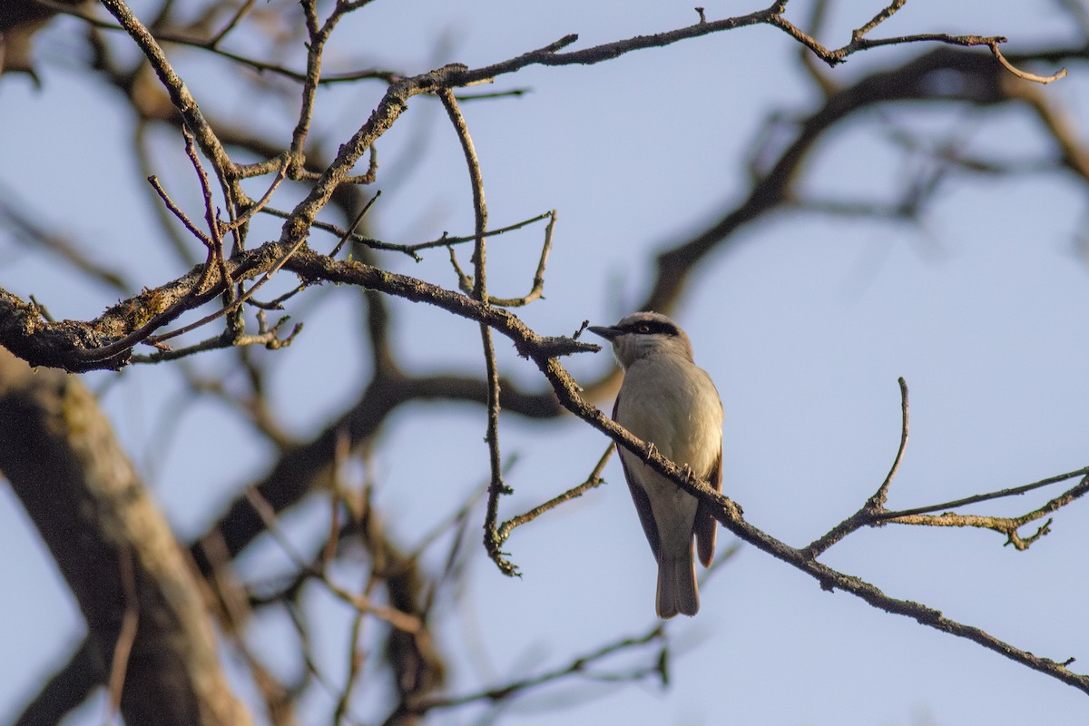 Large Woodshrike - ML626128120