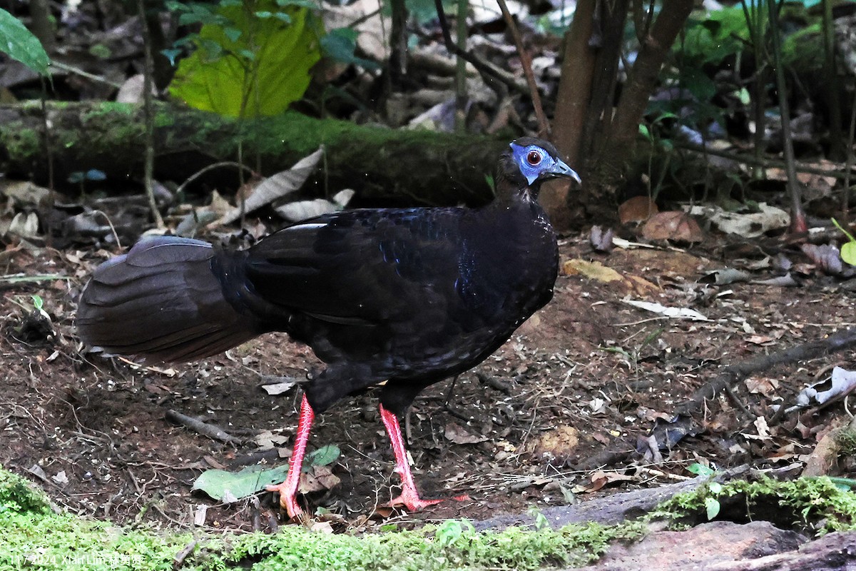 Bulwer's Pheasant - ML626128247