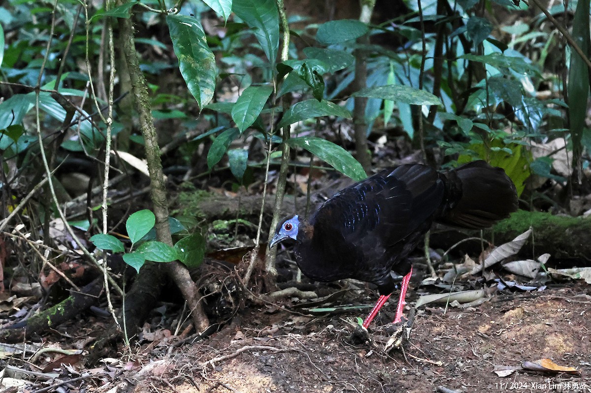 Bulwer's Pheasant - ML626128248