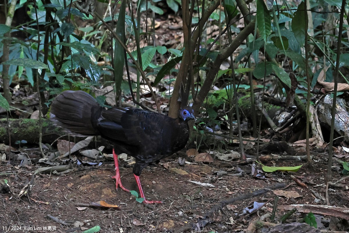 Bulwer's Pheasant - ML626128249