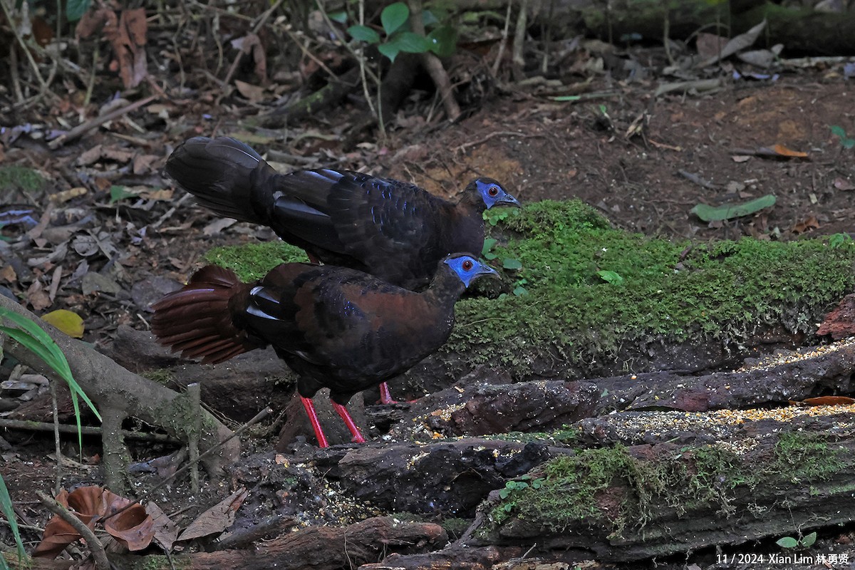 Bulwer's Pheasant - ML626128250