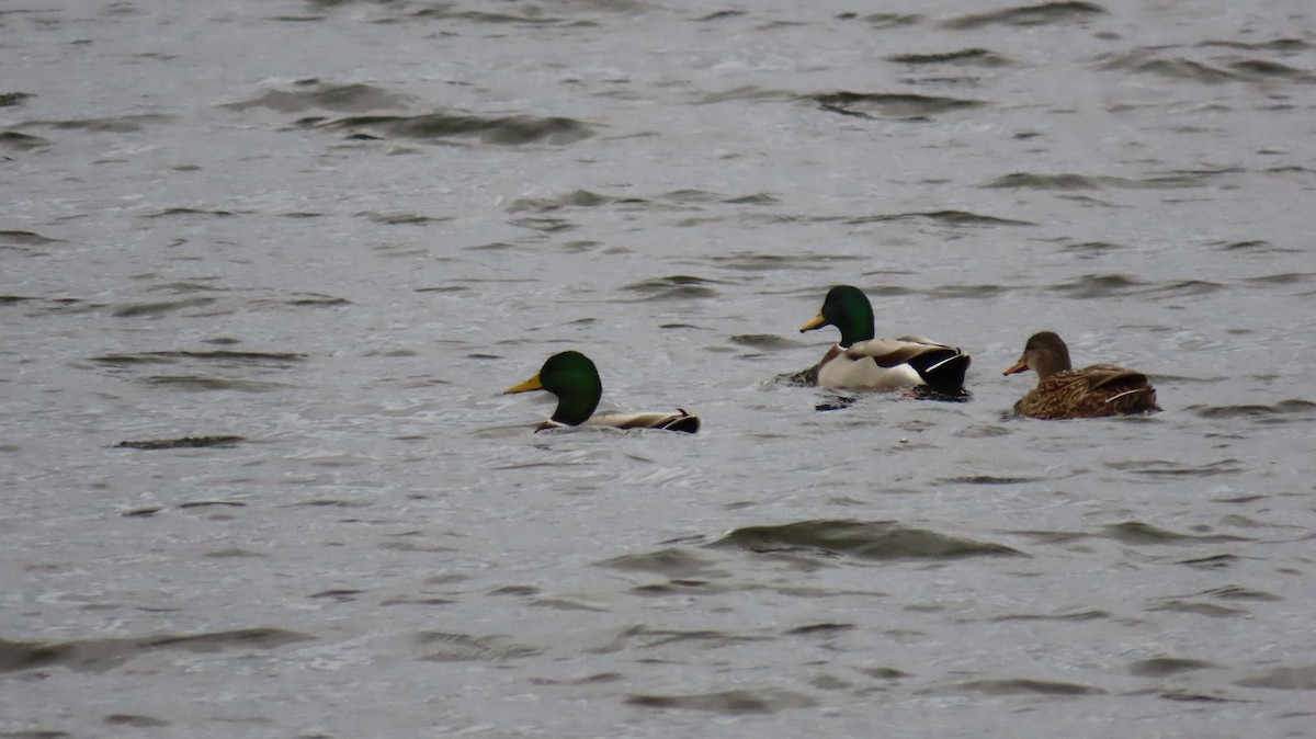 Mallard - ML626128379