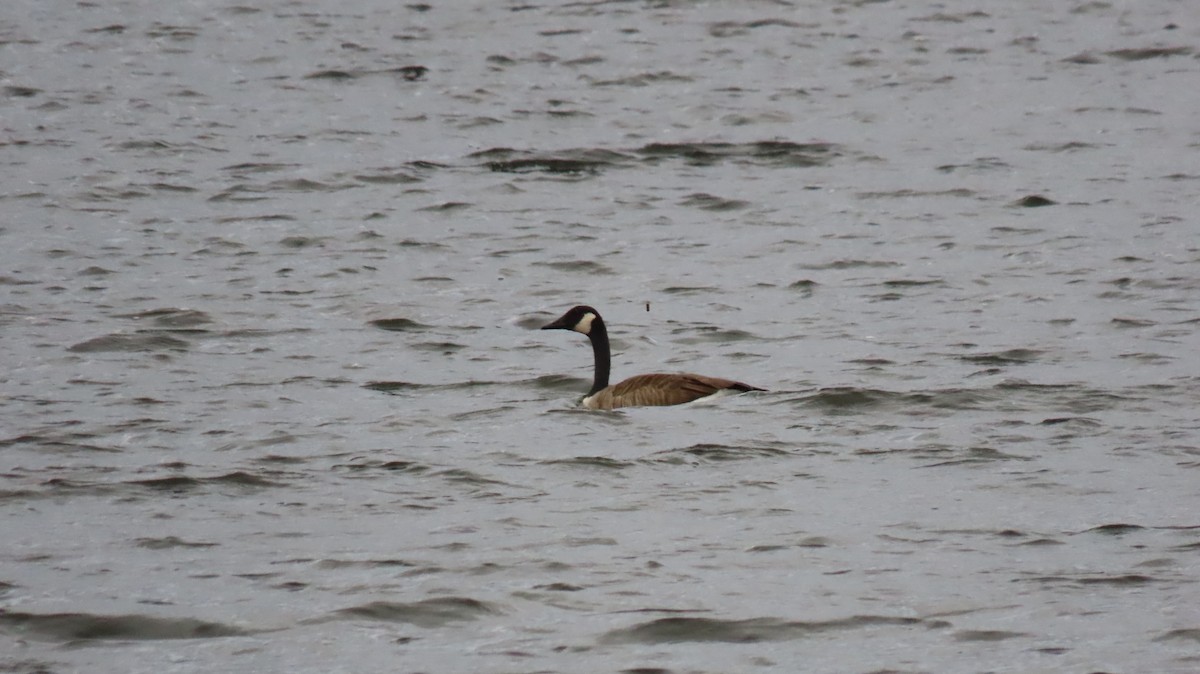 Canada Goose - ML626128380
