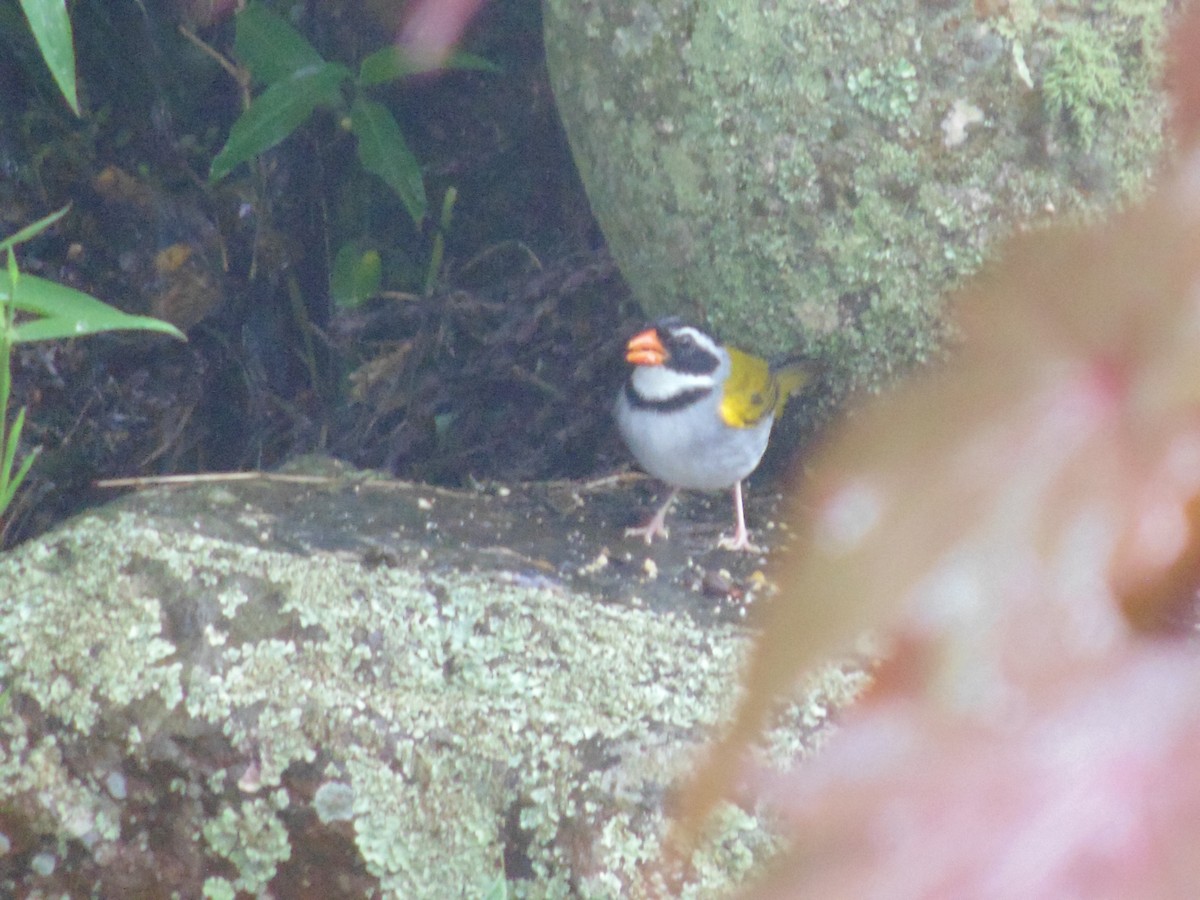 Orange-billed Sparrow - ML626128466