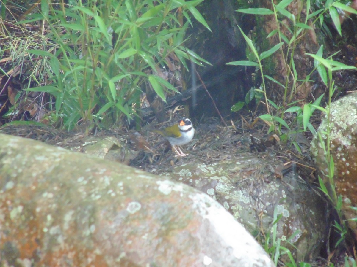 Orange-billed Sparrow - ML626128467