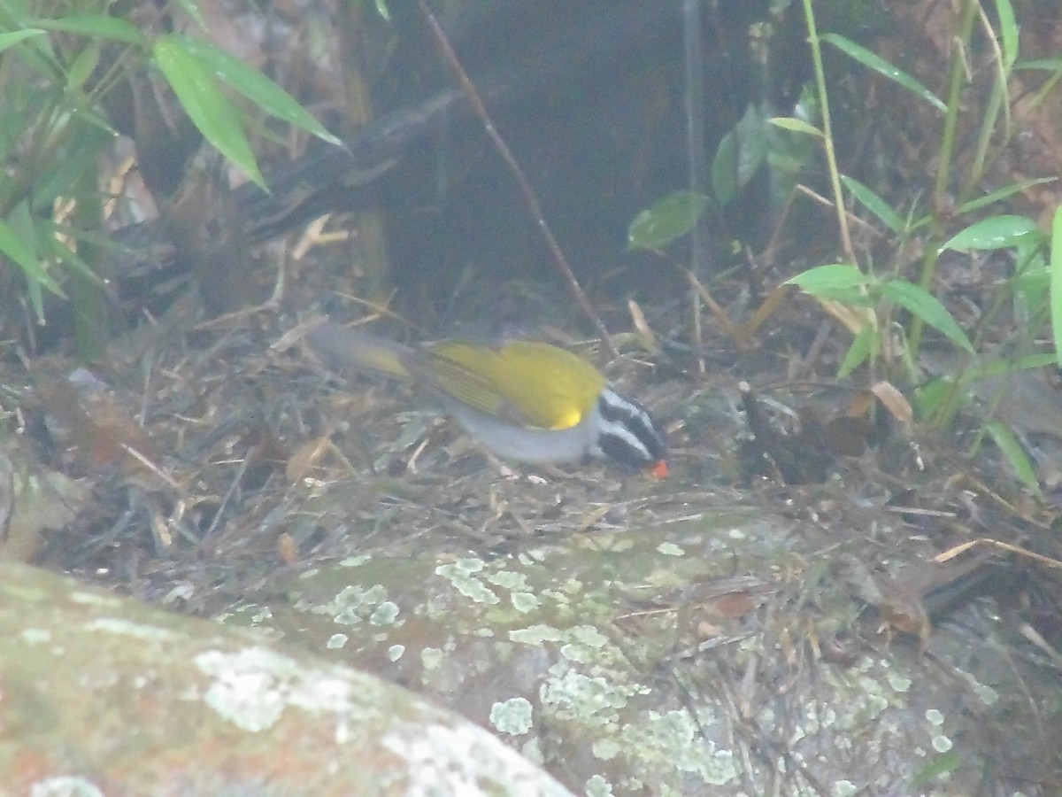 Orange-billed Sparrow - ML626128472