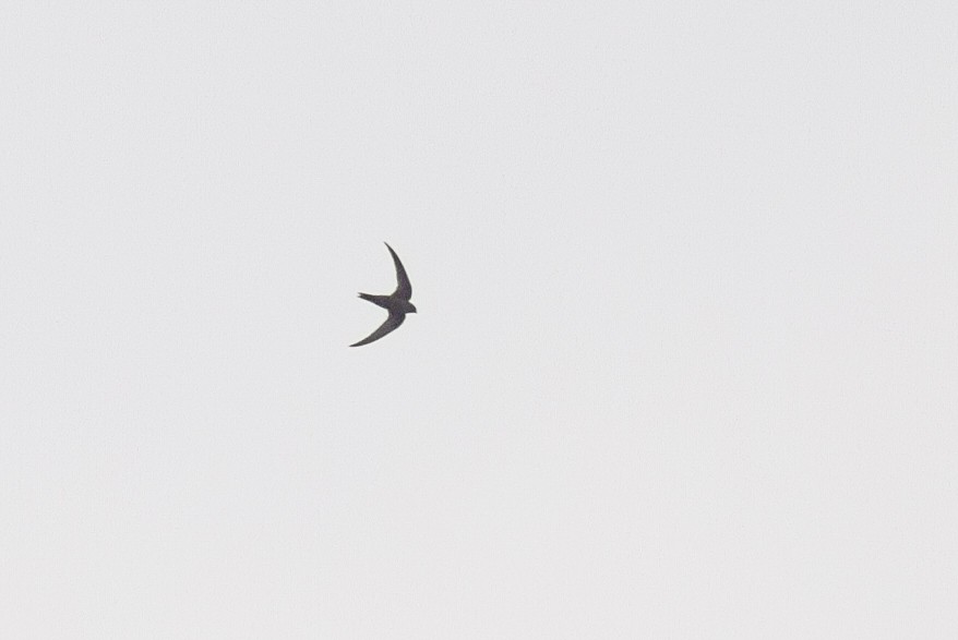 Blyth's Swift - ML626128547