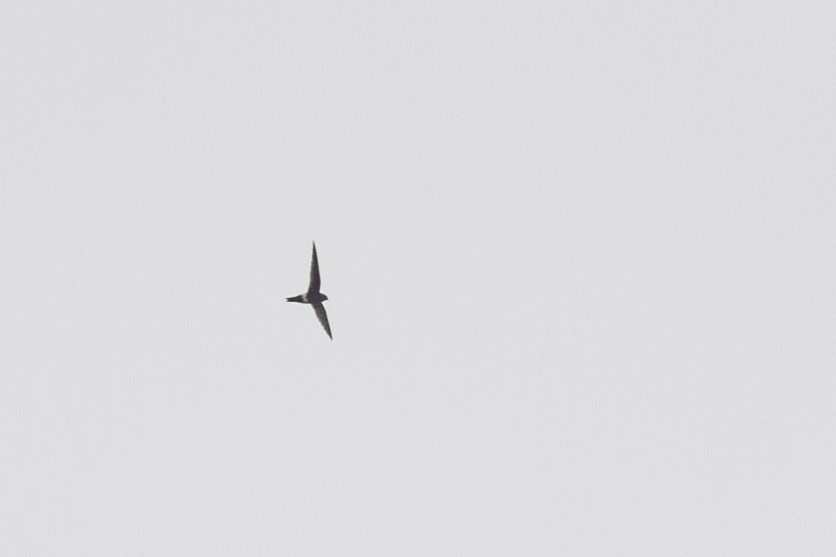 Blyth's Swift - ML626128548