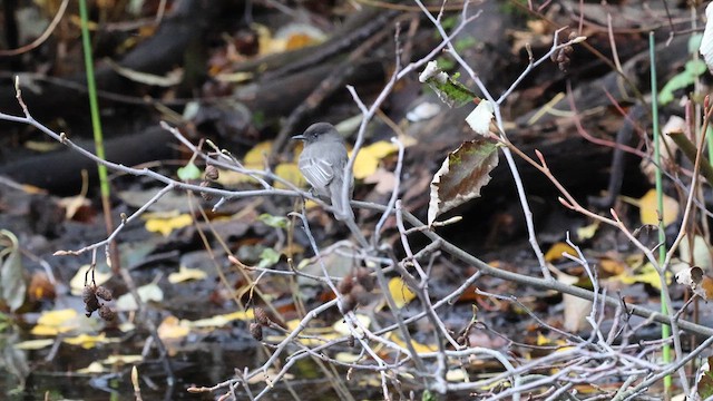 Black Phoebe - ML626128585