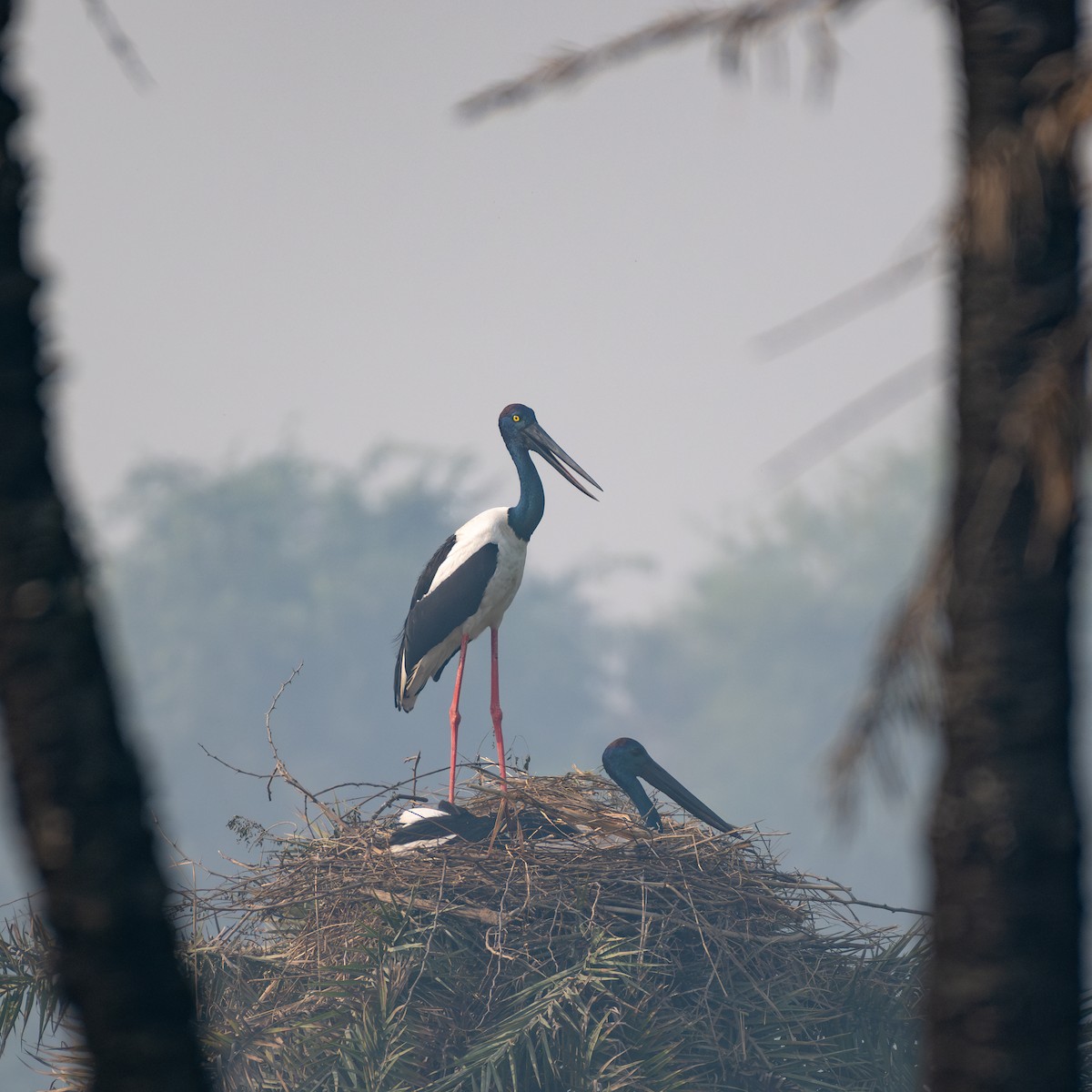 Black-necked Stork - ML626128612