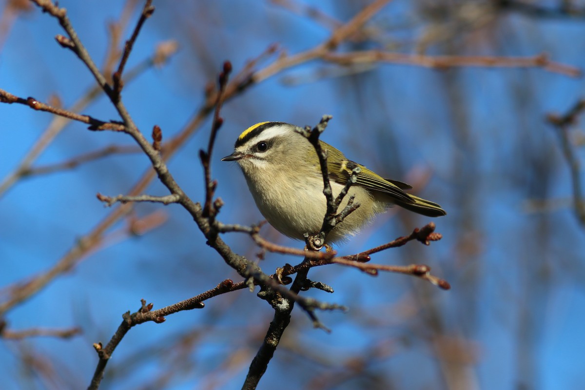 Golden-crowned Kinglet - ML626129506