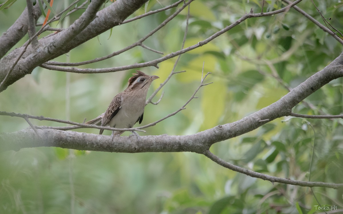 Striped Cuckoo - ML626129570