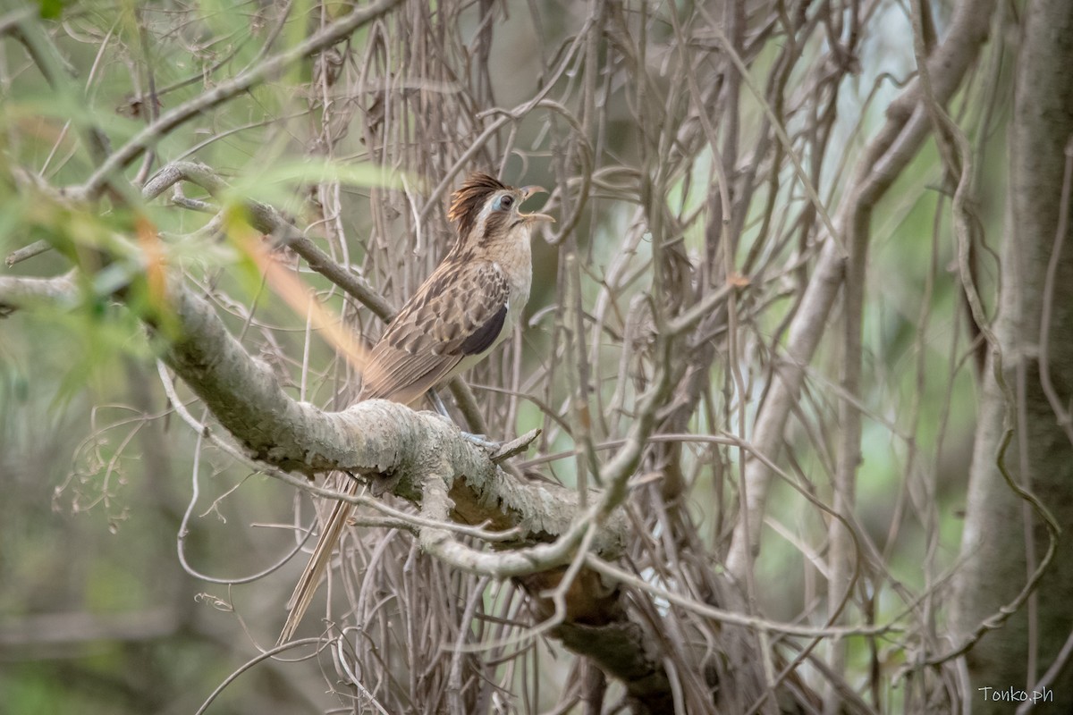 Striped Cuckoo - ML626129571