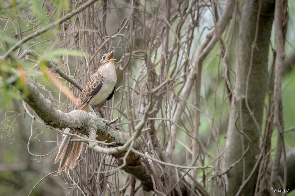 Striped Cuckoo - ML626129572