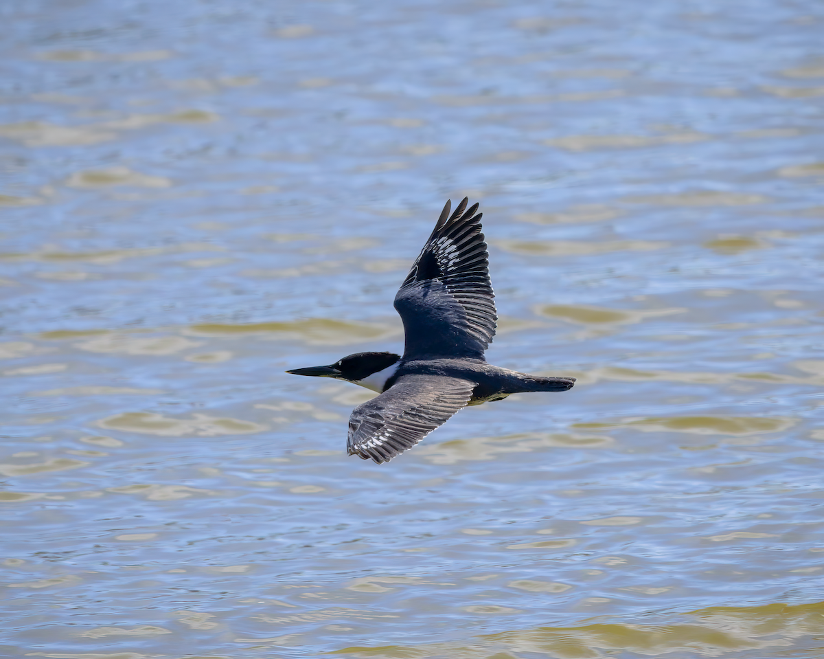 Belted Kingfisher - ML626129627