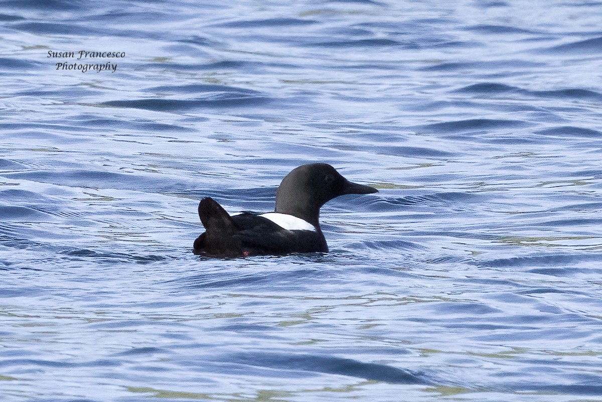 Black Guillemot - ML626129803
