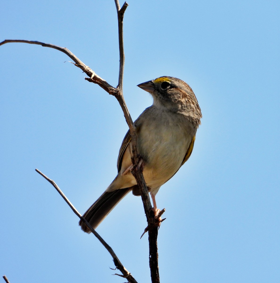 Grassland Sparrow - ML626130048