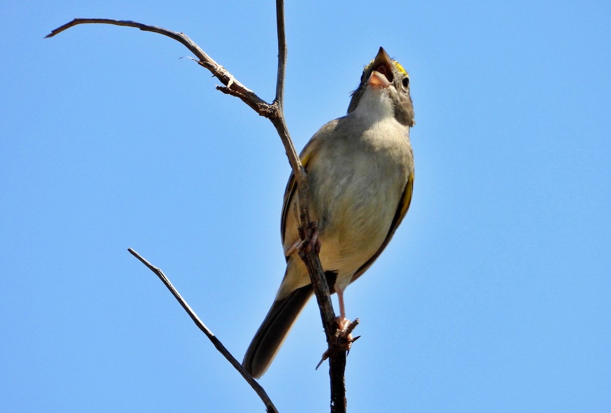 Grassland Sparrow - ML626130081
