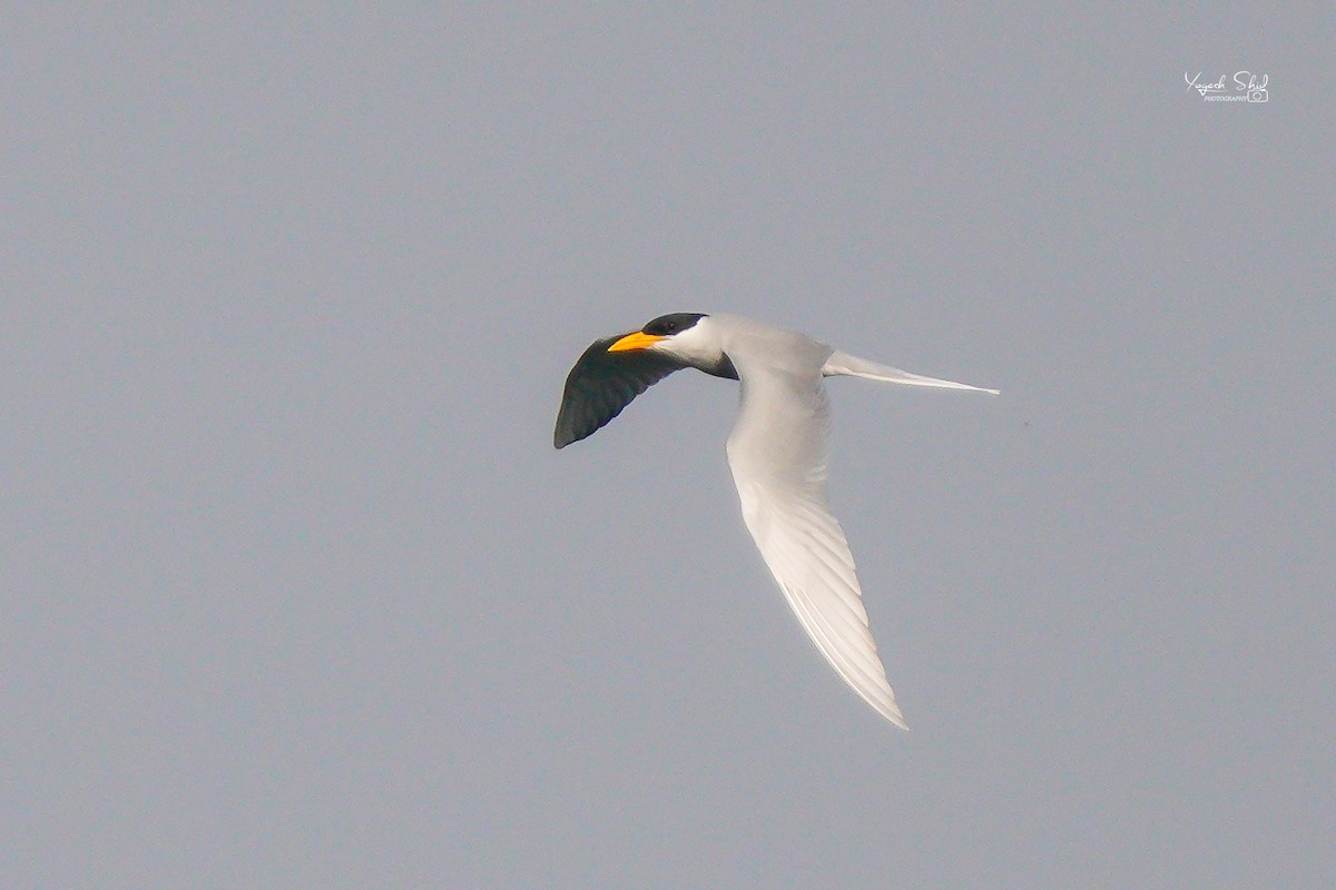 River Tern - ML626130191