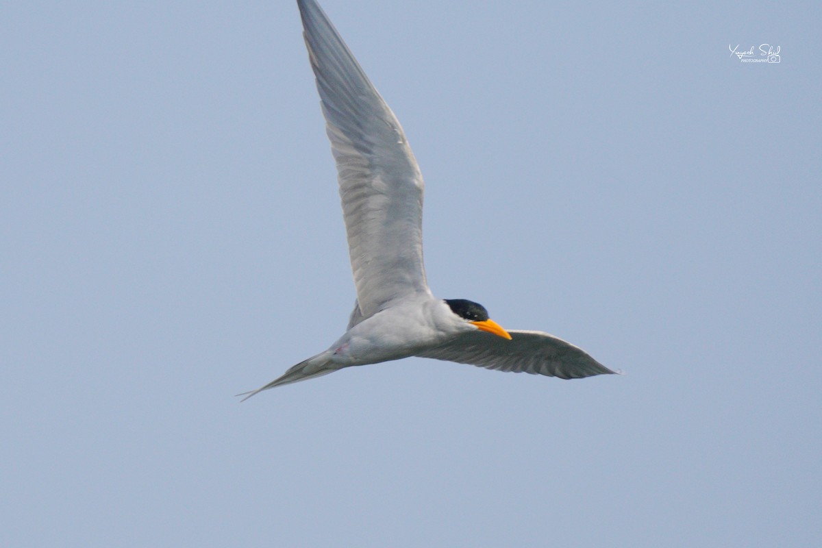 River Tern - ML626130192