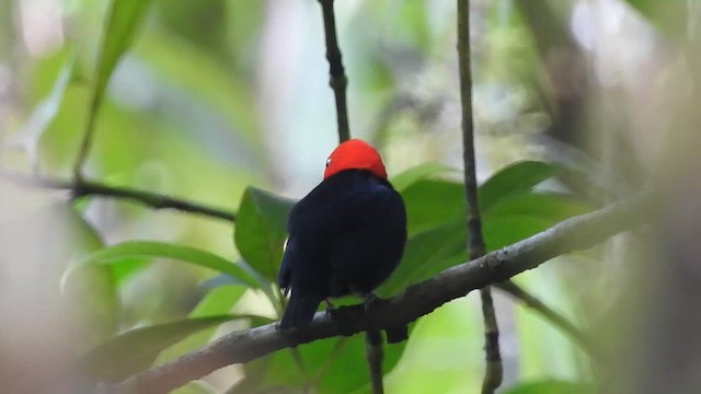 Red-capped Manakin - ML626130386