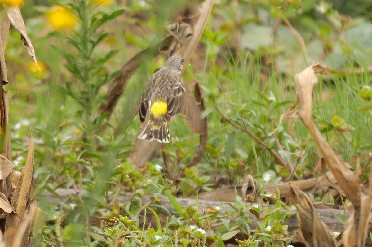 Lemon-breasted Seedeater - ML626130423