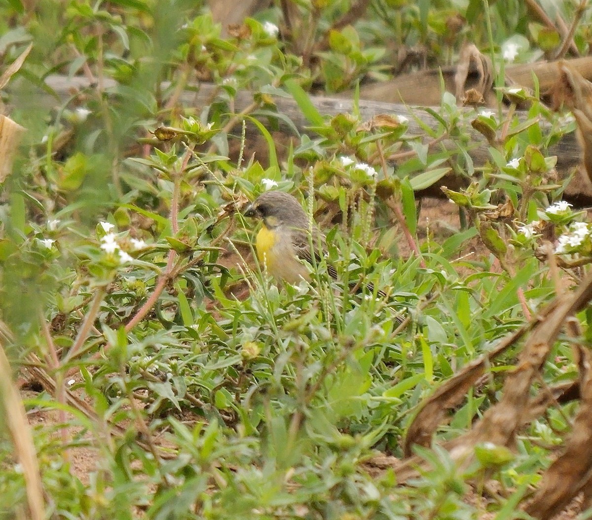 Lemon-breasted Seedeater - ML626130424