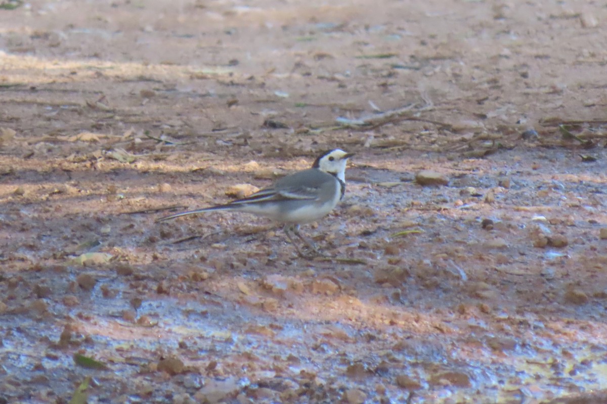 White Wagtail - ML626130431