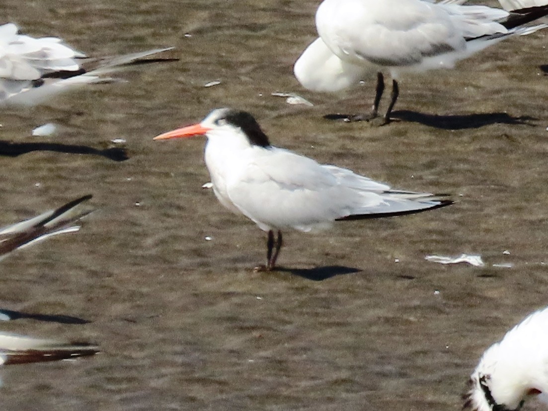 Elegant Tern - ML626130711