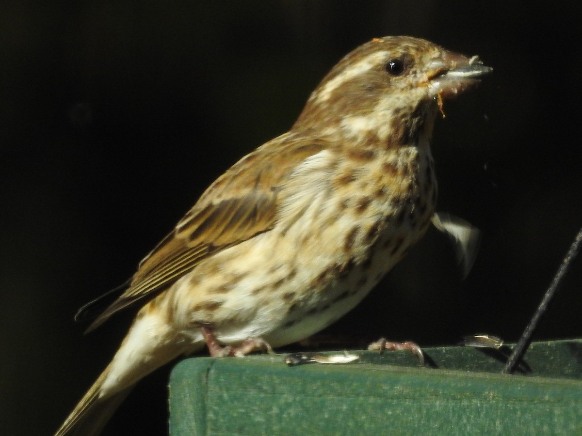 Purple Finch - ML626130765