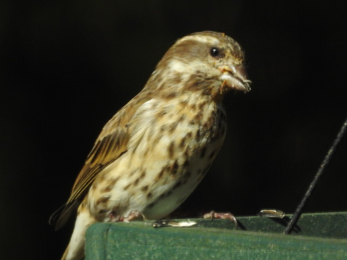 Purple Finch - ML626130766