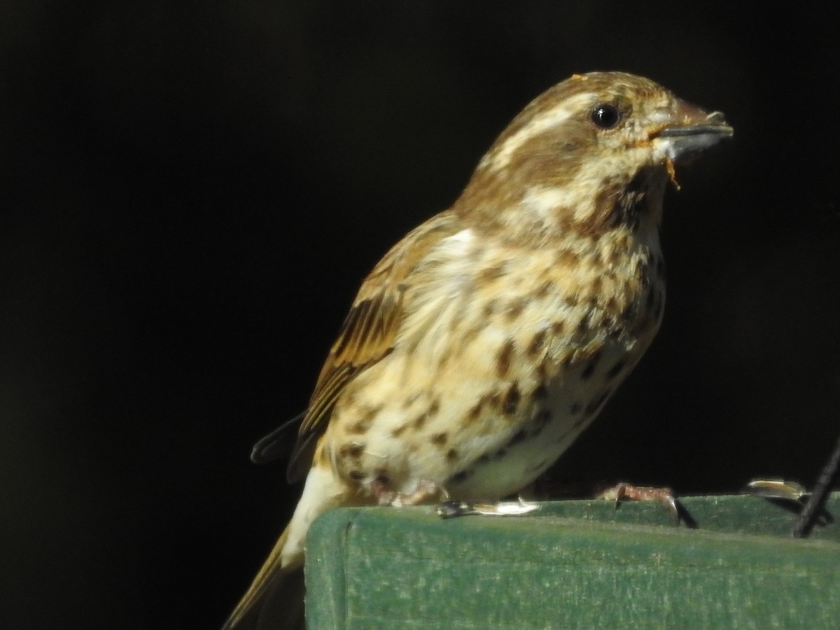 Purple Finch - ML626130767