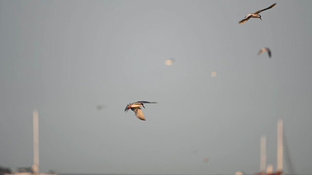 Common Tern - ML626130806