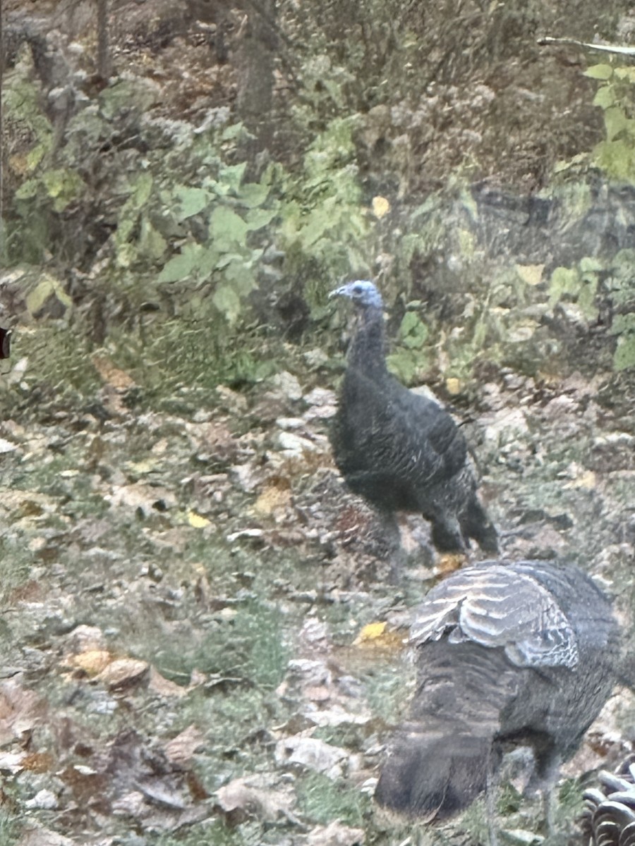 Wild Turkey - ML626130853