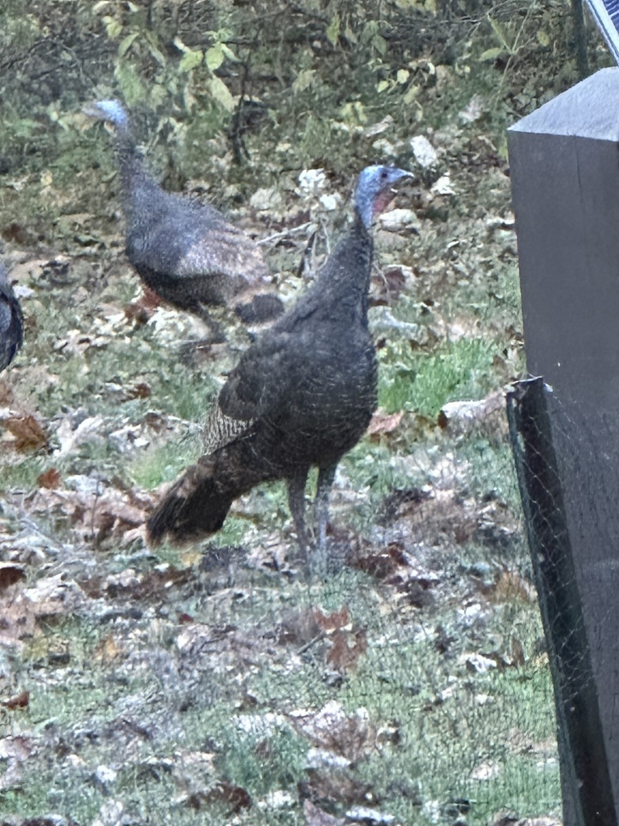 Wild Turkey - ML626130854