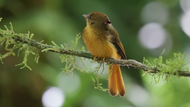 Porte-éventail de Swainson - ML626130859