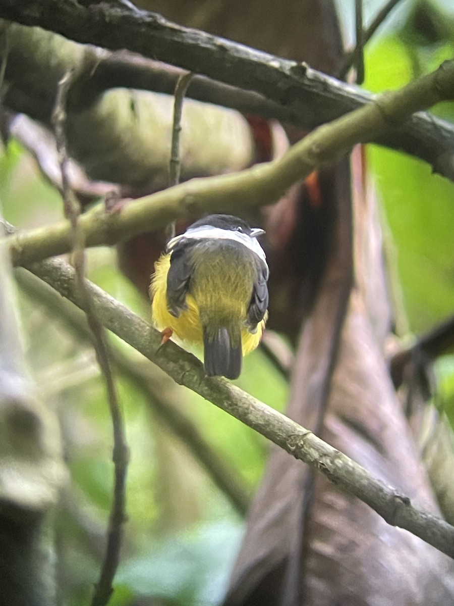 White-collared Manakin - ML626130919
