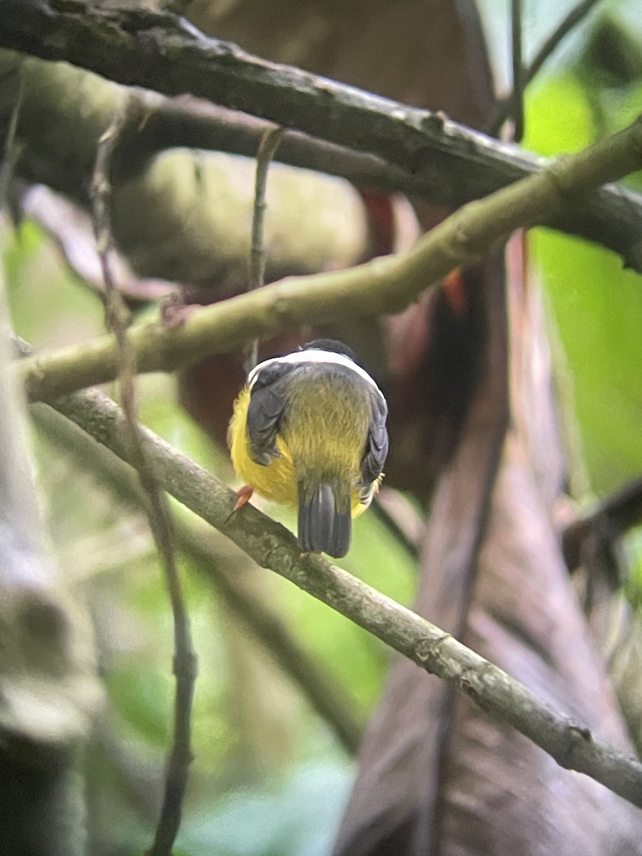 White-collared Manakin - ML626130920