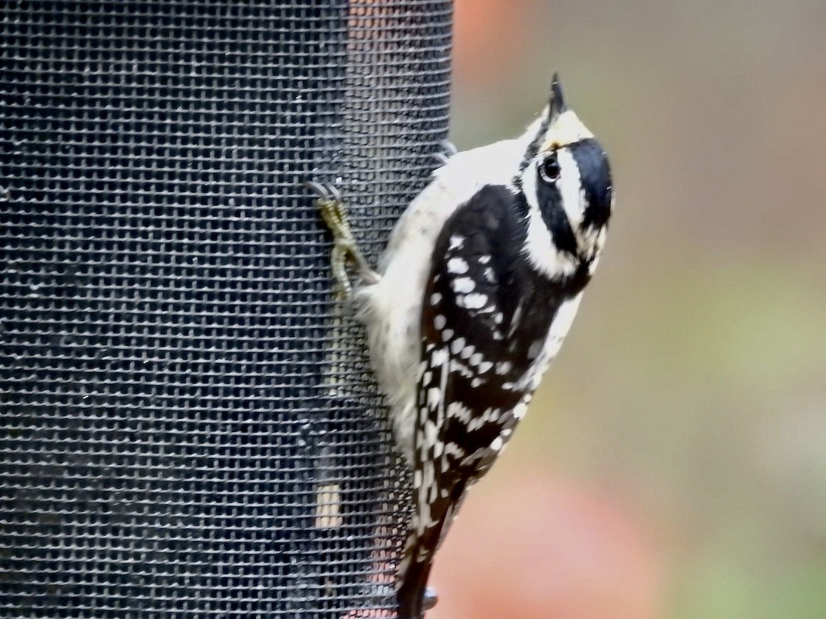 Downy Woodpecker - ML626131145